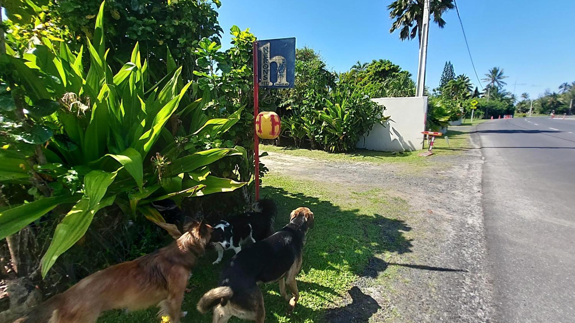 Herons Reef Holiday Apartments Rarotonga Exterior foto
